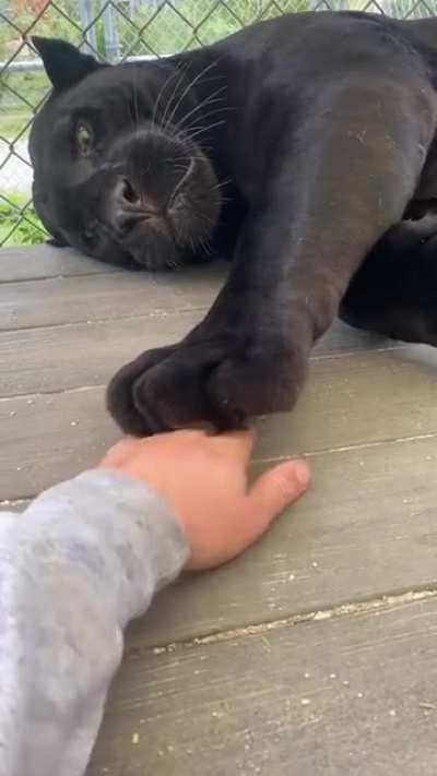 A cat is a cat, no matter the size