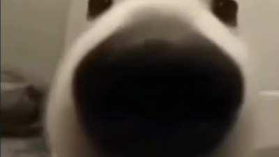 This dog has an amazing ability.