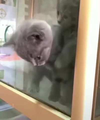 If a cat can fit its head through something it can go through it, just a theory though