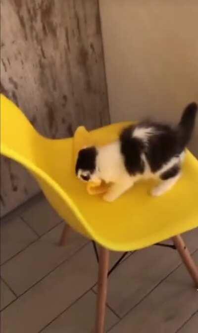 Thief filmed in the act of stealing highly valuable kitchenware. The criminal is suspected to store his treasures in a hiddel lair.