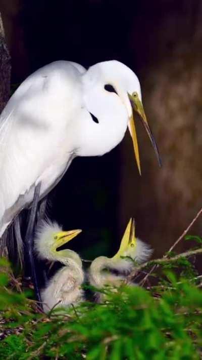 🔥 A baby Great Egret looking for attention by Deborah Sandidge