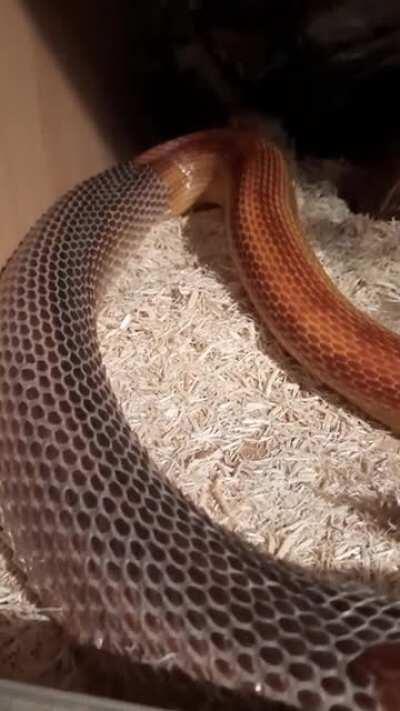 Snek shedding