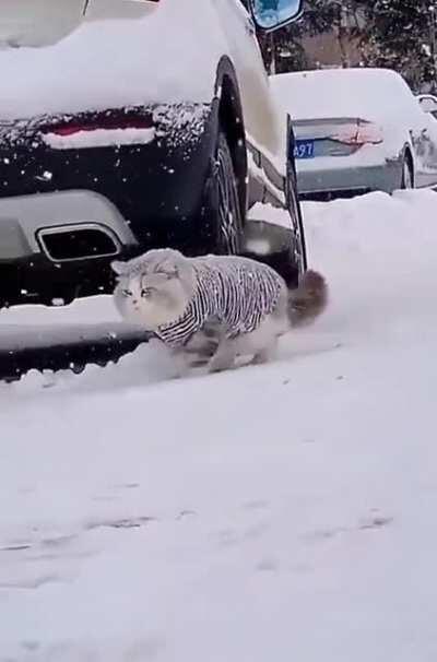 BEHOLD! The snow floof!