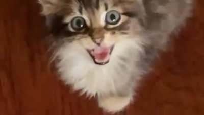 Fostering this tiny screamer