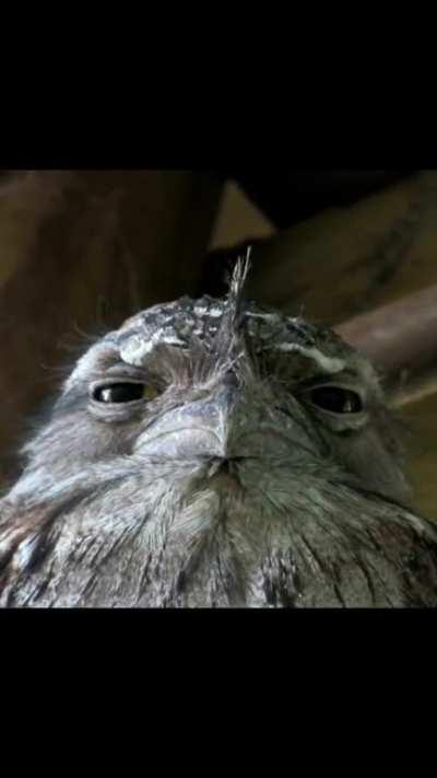 ð¥ The tawny frogmouth (Podargus strigoides)