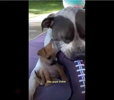 Самый добрый пёсель