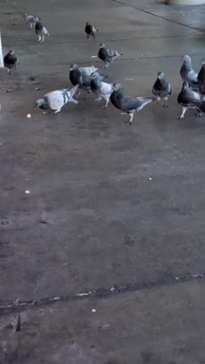 Some street chickens fighting over one singular Frenched fry in the buffet capital of the world