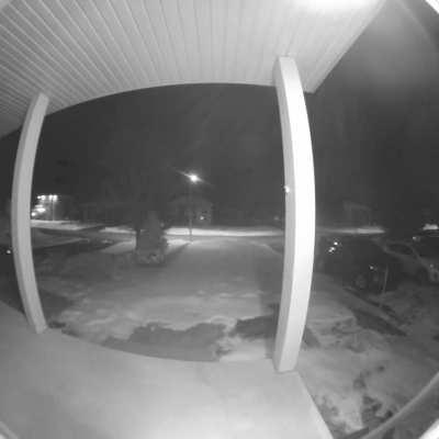 A cat that follow a skunk😱