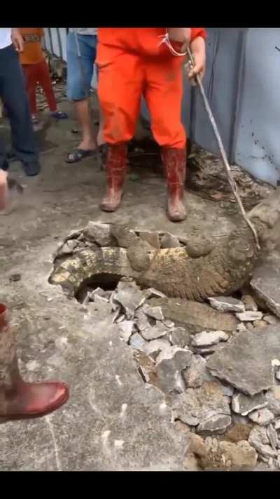 Trying to catch a crocodile 