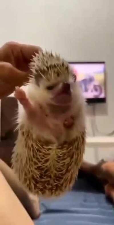 Немецкий ёжик