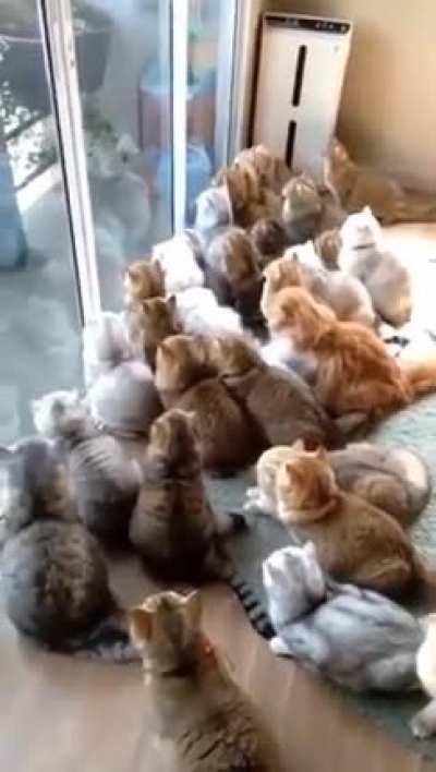 Birds Entertaining a Cat Captive Audience