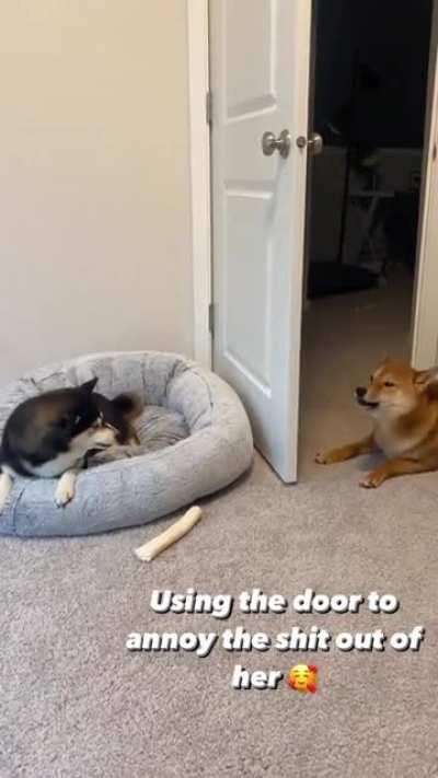 Having two shibas is like having two toddlers and no one can tell me anything different