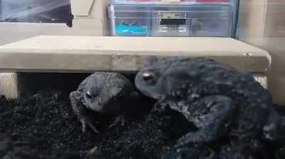 Gerald needs glasses