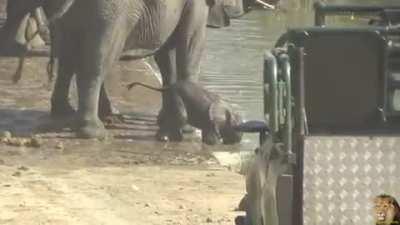 Elephants block the road in order to get a drink. The baby elephant hasn't learned how to use it's trunk to the full yet so it brings it's face all the way to the water to drink.