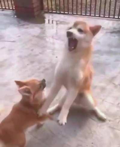 Lore quando o celbo fala que vai vingar a morte dela que ele mesmo causou: