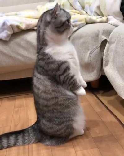 Cat.