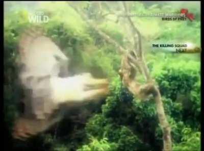 A sloth gets snatched from a tree by a giant harpy Eagle