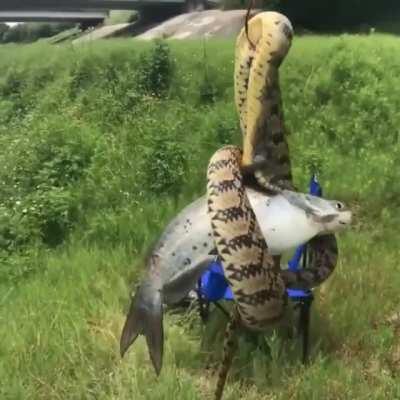 SLPT use a snake to fish a fish