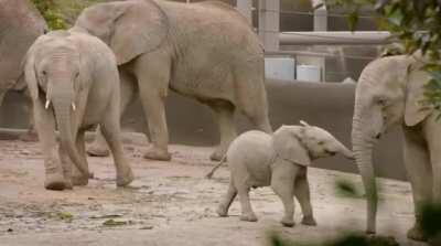 Baby elephant shenanigans