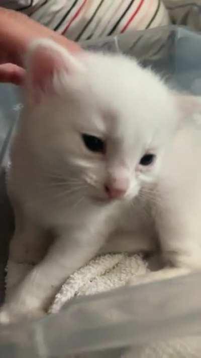 Cute tiny meows from the kitten I found & brought to a rescue for adoption