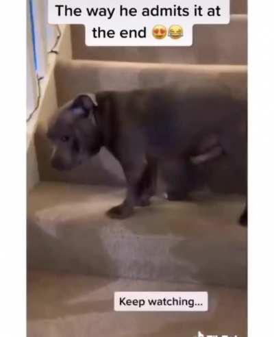 Poor dog