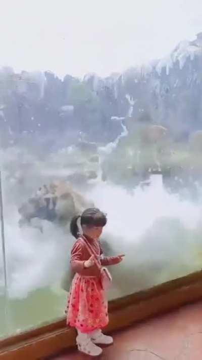 This terrifying leap from a Tiger.