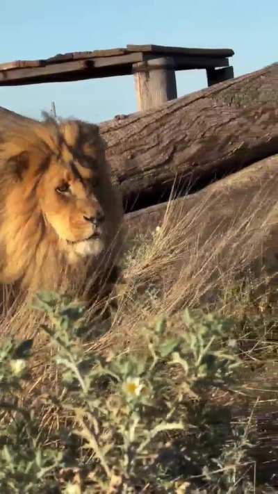 Rubicon, a lion rescued 17 years ago from a canned hunting operation, living out his golden years at a rescue centre