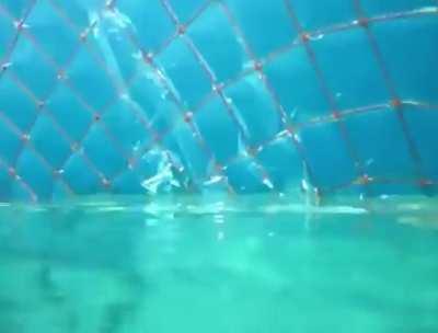 Divers went into a underwater container. Would you join? 