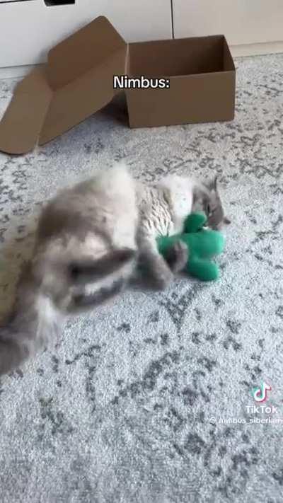 When your cat has ADHD