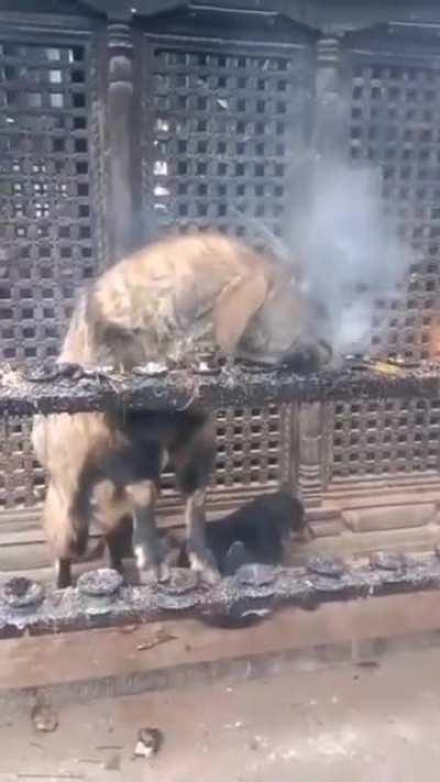 Ashmodeus, The Burner of Bushes