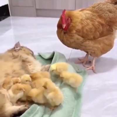 Chicken Just leaving her babies with a babysitter..🐈🐾🐔🐤😅