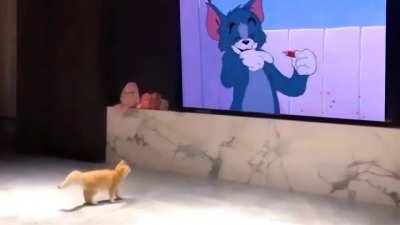 Cat watching Tom and Jerry