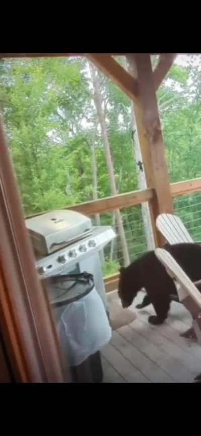 Bear videos I unrightfully stole