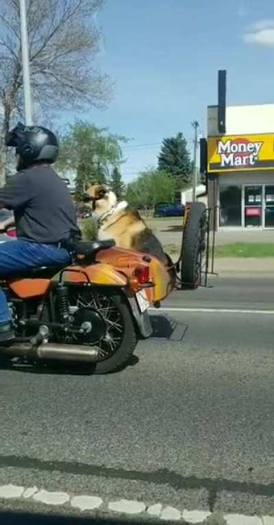 Coolest dog in Edmonton