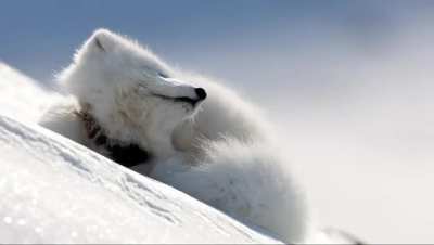 🔥Sleepy Arctic fox with an itch [OC]