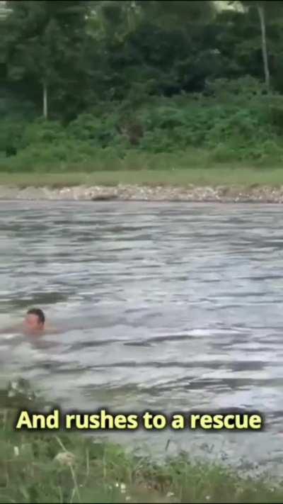 Baby Elephant Thought This Man About To Drown And Rushed To Save Him!