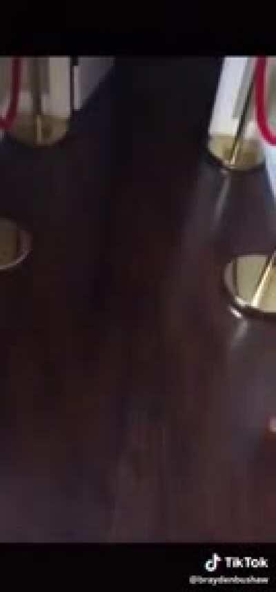 Bull Terrier tries parkour