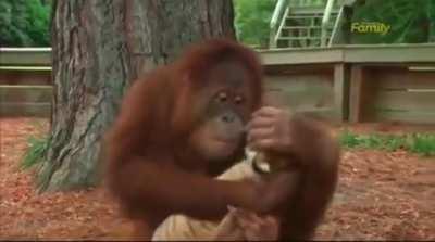 TiGEr mAuLS orAnGUtAn