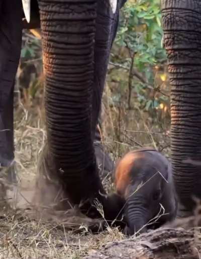 A herd of elephants come together to assist a newborn take its first steps 