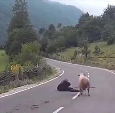 A day in the life of a shepherd.