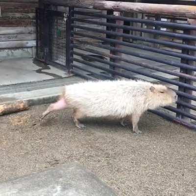 Ohfff, nice, good morning stretch