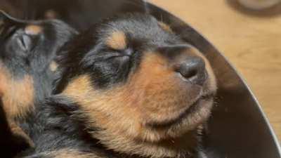 A couple of sleeping beauties