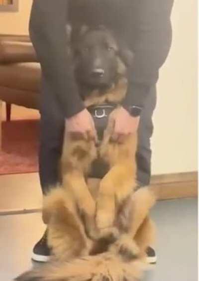 Every animal deserves satisfying scritches like this for at least 30 minutes a day.