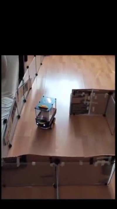 Rat driving a car and going through obstacles