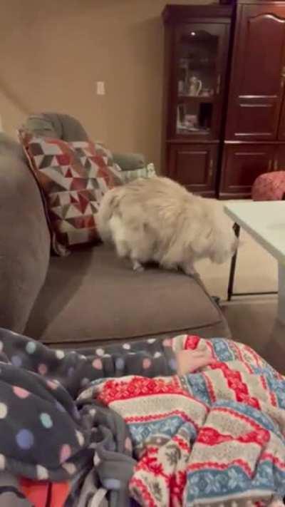 I threw her toy and she got so MAD