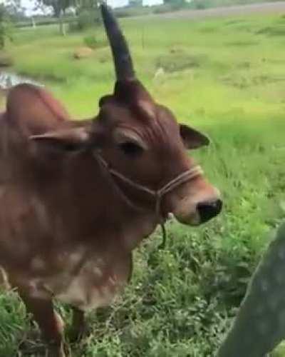 Boi ou unicórnio ?? , Boinicónio