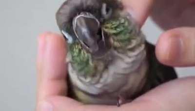 Only a perfect scritch can elicit the perfect dinosaur yawn