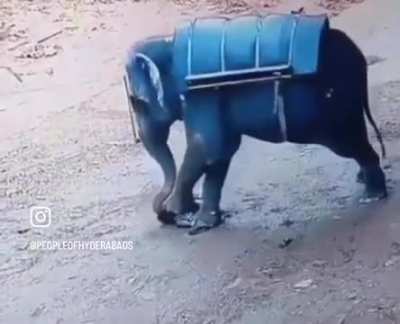 Elephant attack care taker