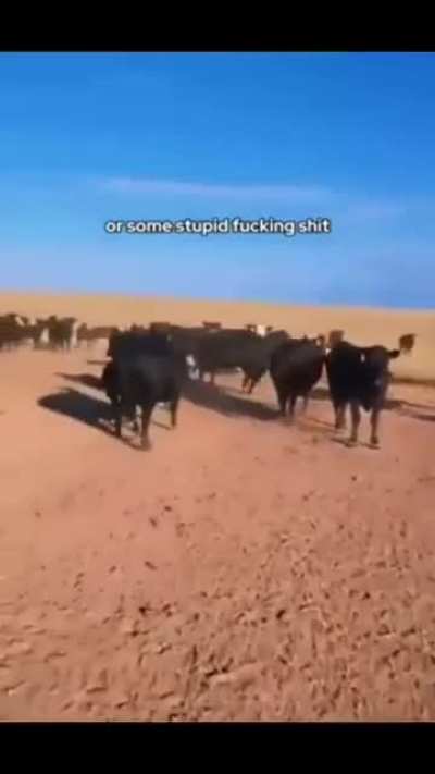 Vivzipop if she were a wunk farmer