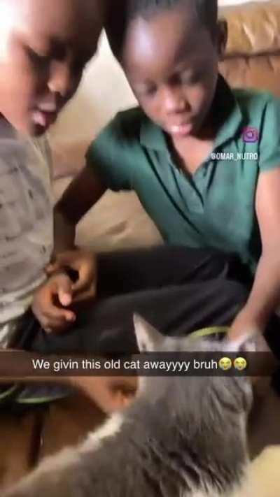 Что этот кот себе позволяет!?